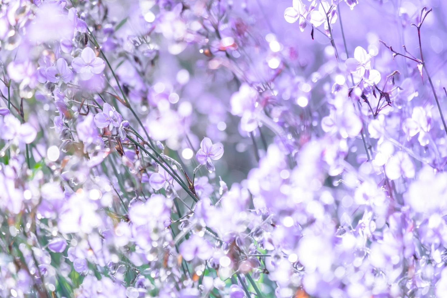 suddig, lila blomma blomma på fält. skön växande och blommor på äng blomning i de morgon, selektiv fokus natur på bokeh bakgrund foto