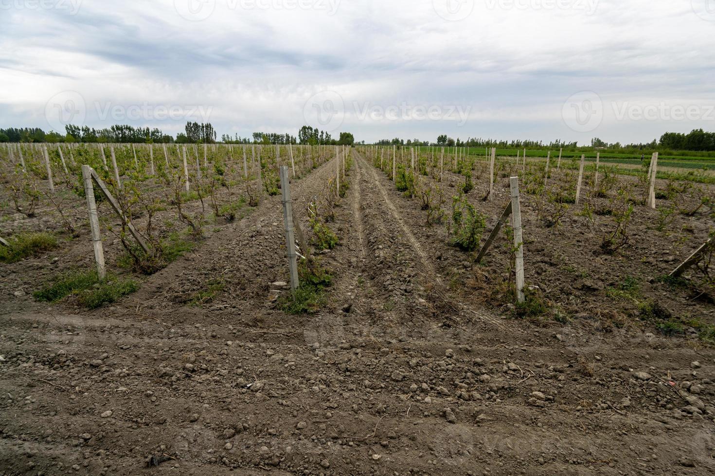 de se av vingårdar i en lantlig område. central Asien foto
