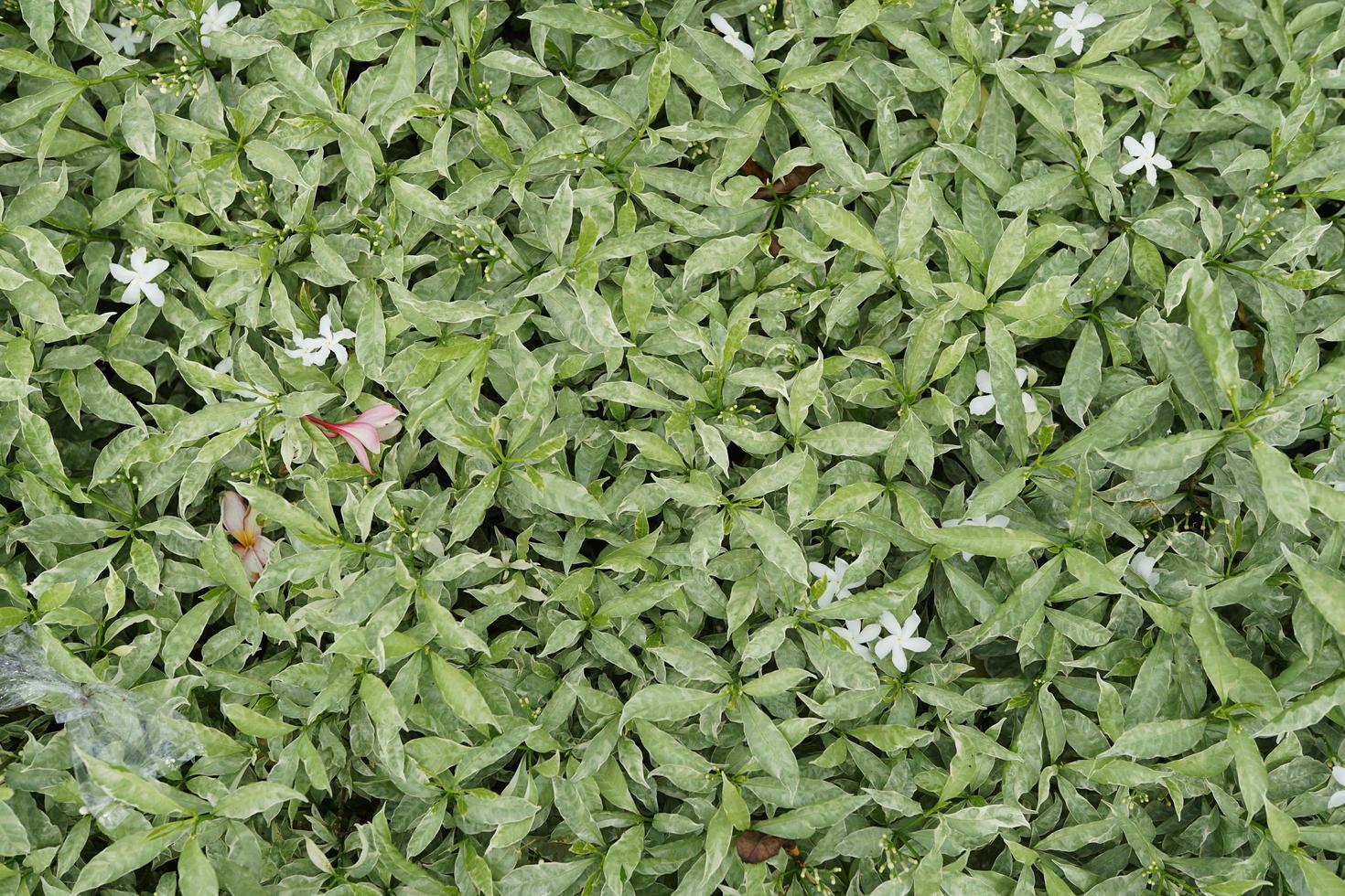 färsk blad tabernaemontana divaricata bakgrund utanför de trädgård i de Sol foto
