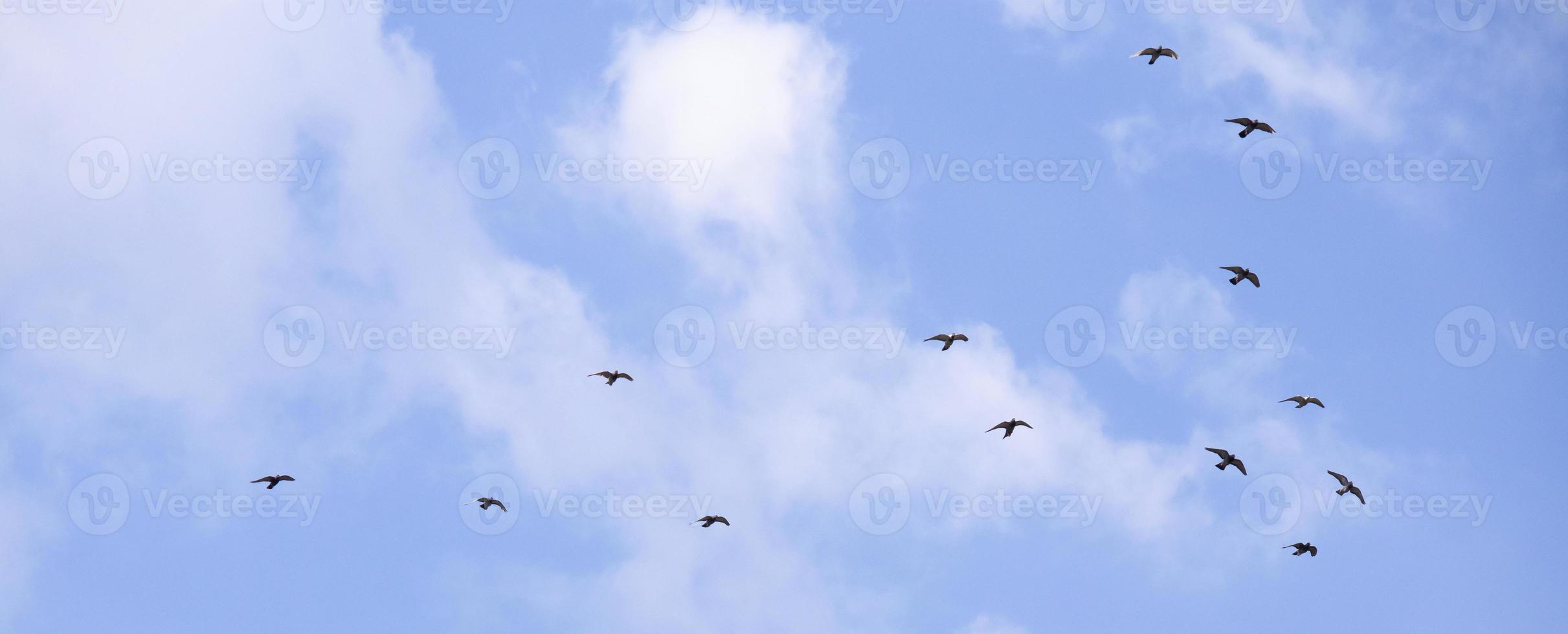 flock av fåglar flygande i de blå himmel foto