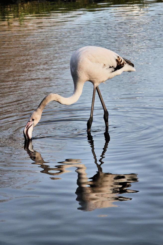 en stänga upp av en flamingo foto