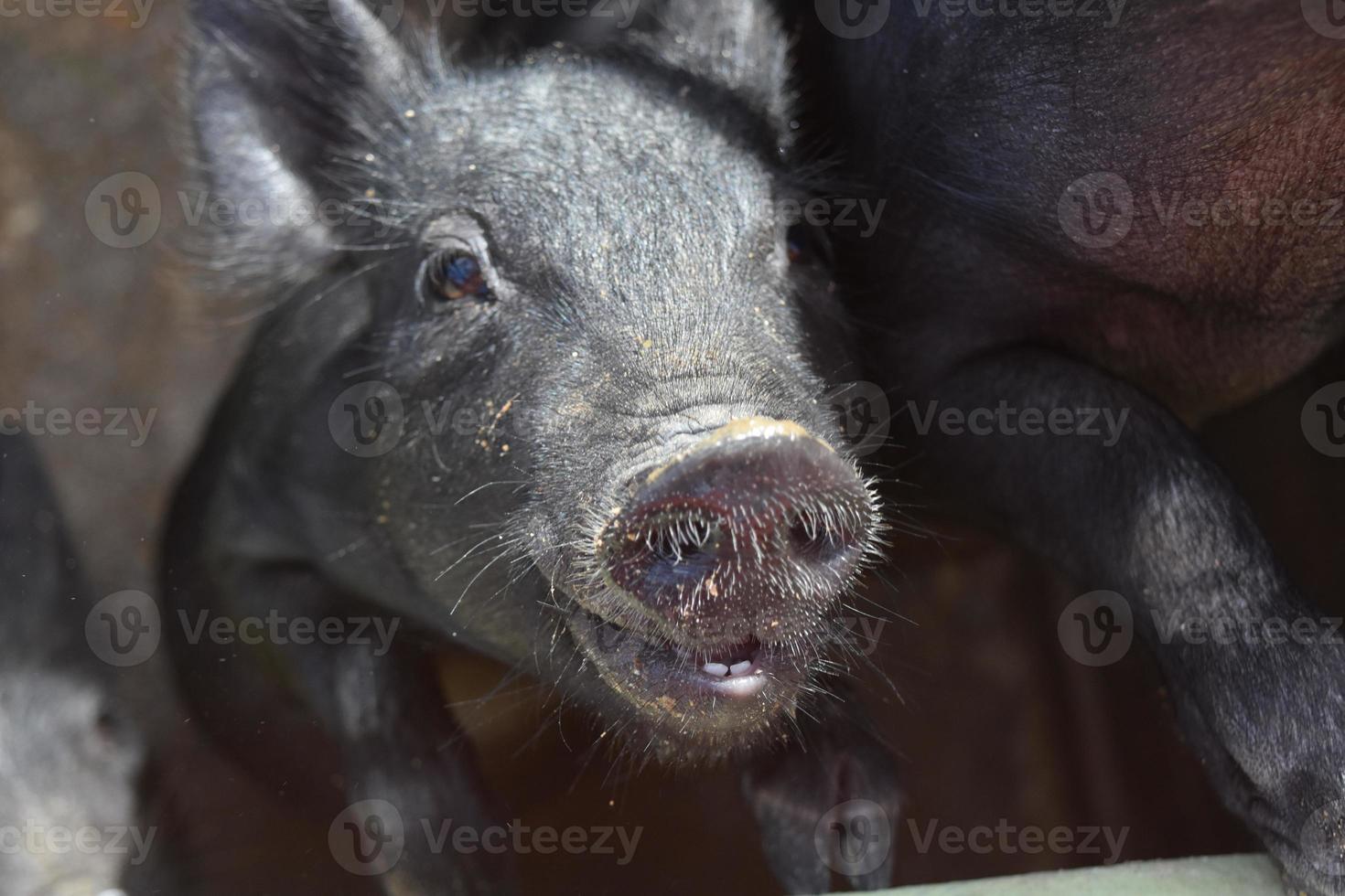 söt svart gris med hans mun öppen och hans tänder som visar foto