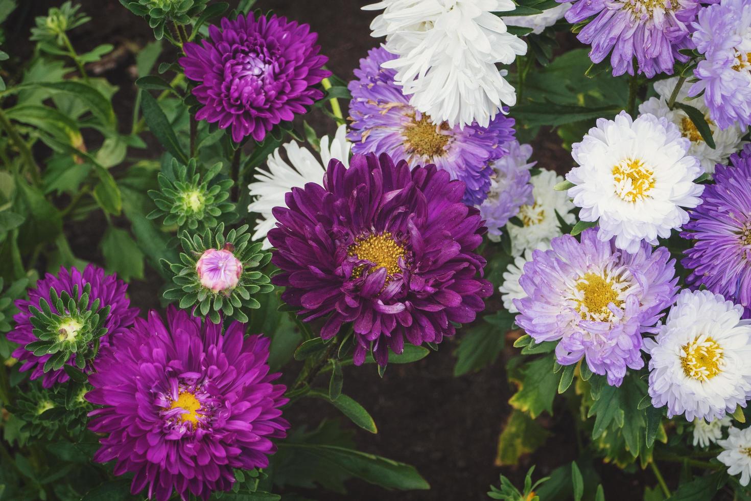 lila och vit aster blommor växande i de trädgård, callistephus chinensis blomning i höst foto