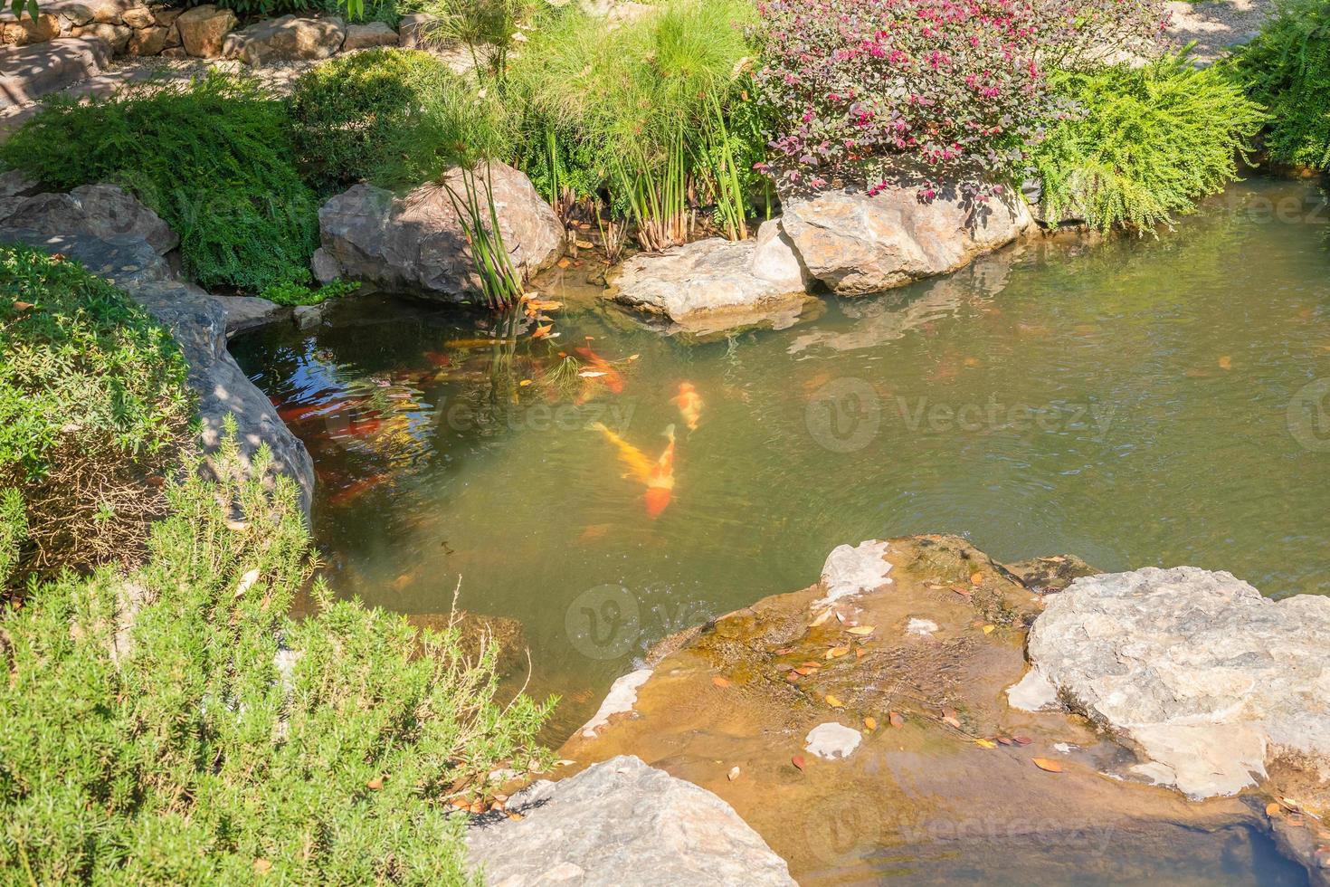 koi fisk damm i de trädgård foto