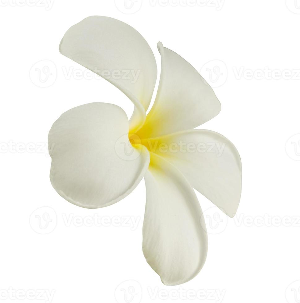 vit frangipani blomma isolerat på vit bakgrund foto