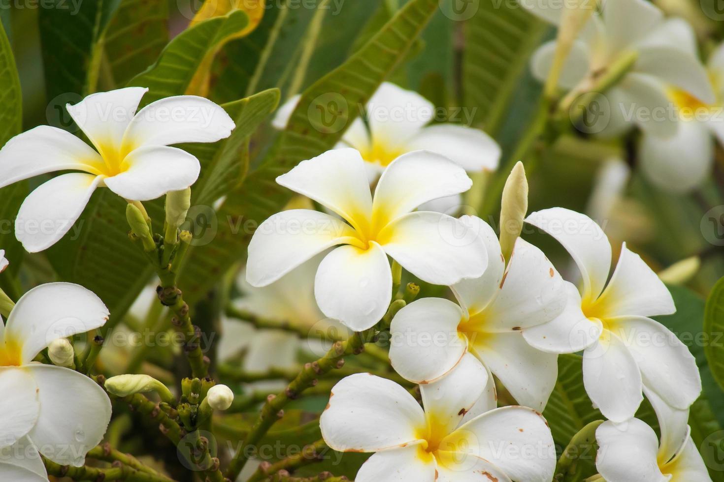 vit frangipani blomma plumeria alba med grön löv foto