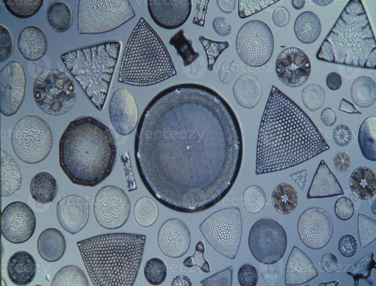 kiselalger från de hav under de mikroskop 100x foto