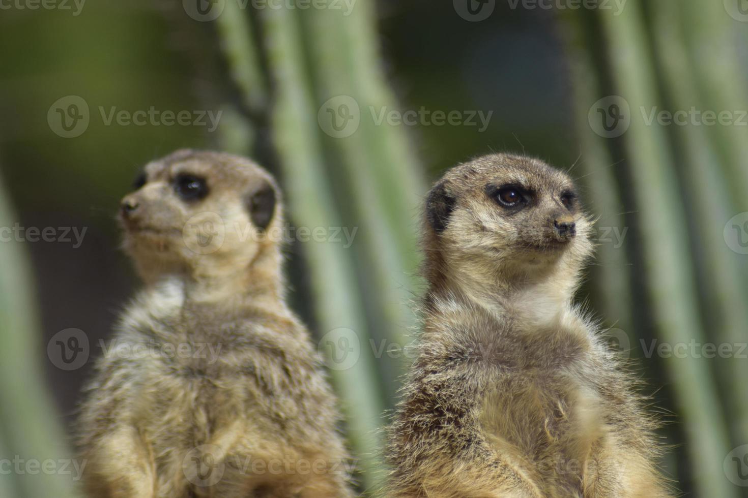 en par av meerkats betraktade de prärie foto