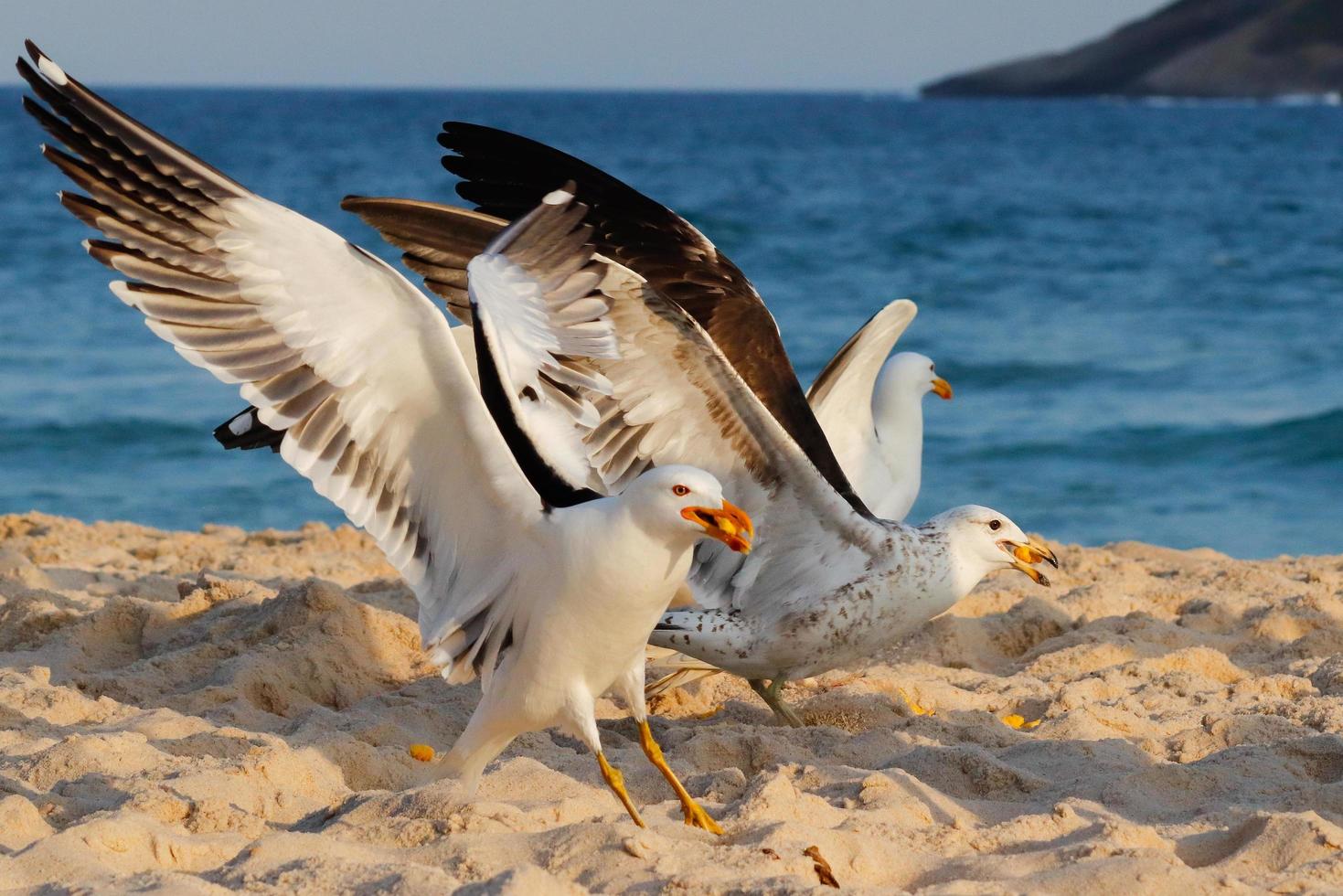 rio de Janeiro, rj, Brasilien, 2022 - seagulls på grumari strand, ett av de vildaste stränder i rio de janeiro foto