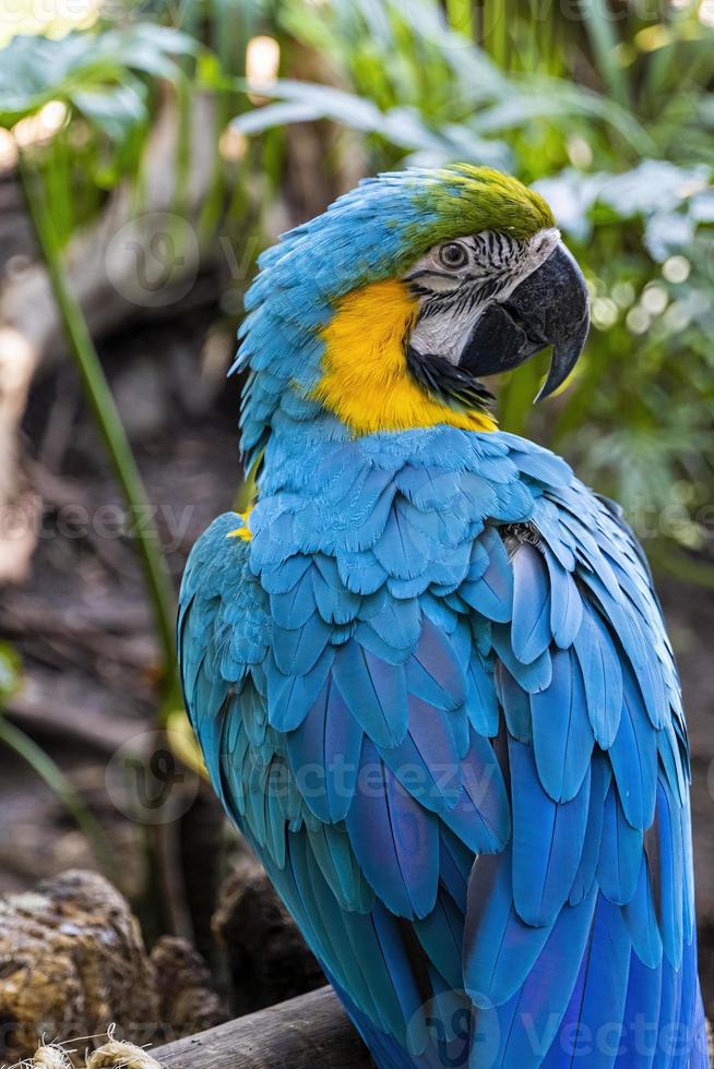 ara ararauna gyllene blå ara, blå och gul färger, intensiv färger, skön fågel uppflugen på en gren, guadalajara foto