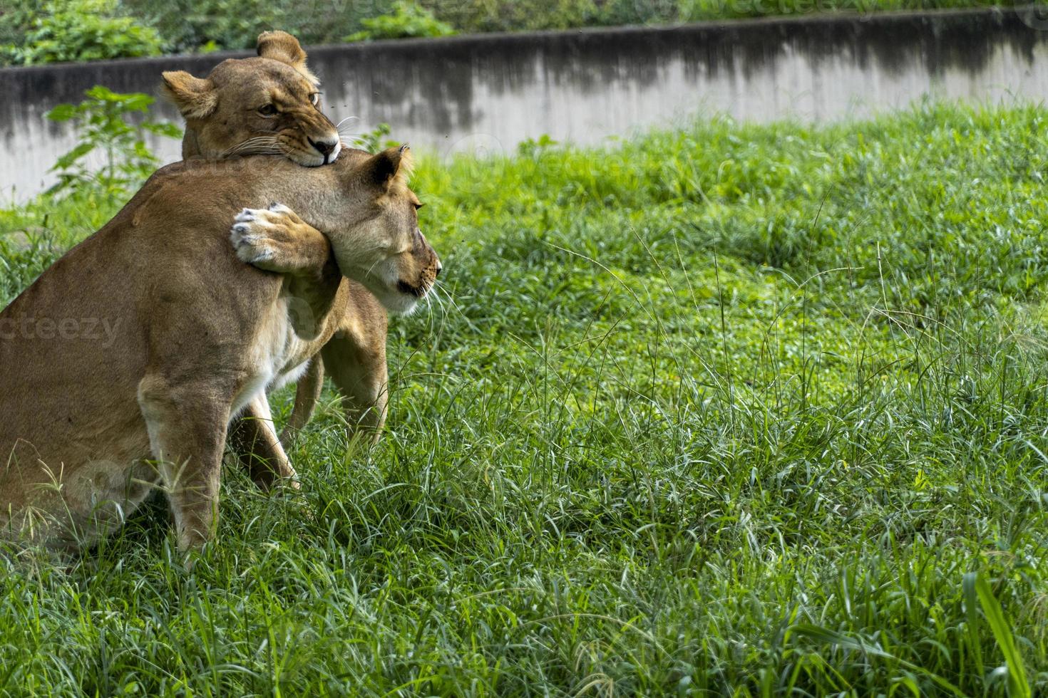 panthera leo, två lejoninnor spelar i de gräs, medan bitande och kramas varje Övrig med deras klor, Zoo, mexico foto