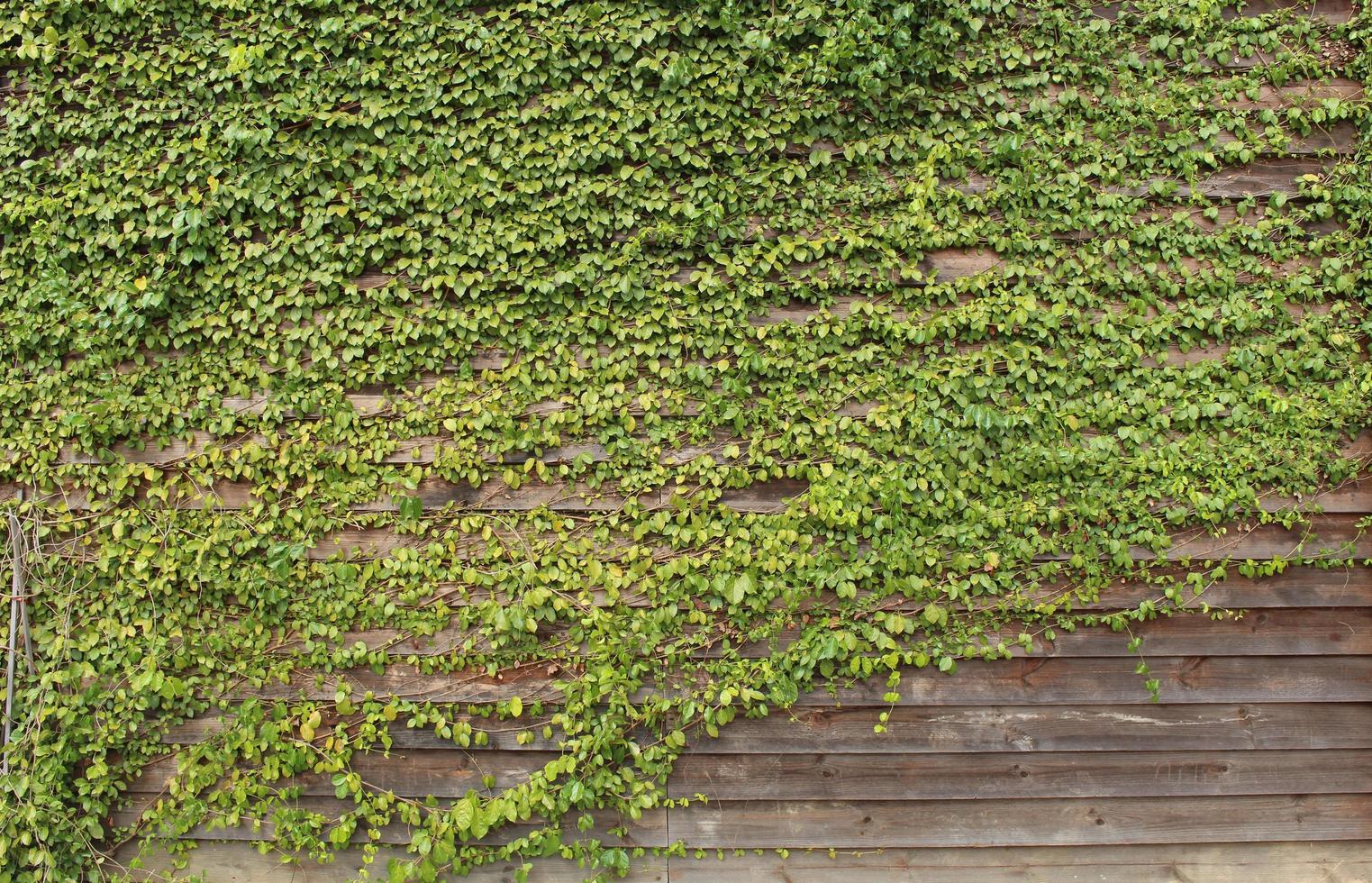 vertikal grön löv trädgård med trä vägg bakgrund foto