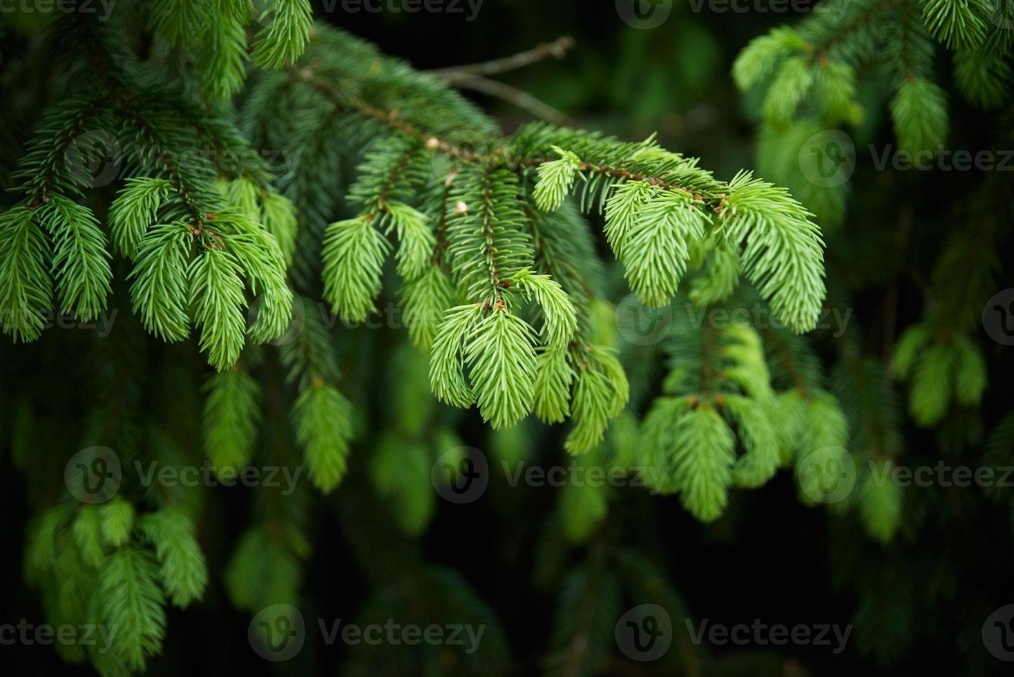 grön gran gren närbild. natur bakgrund foto