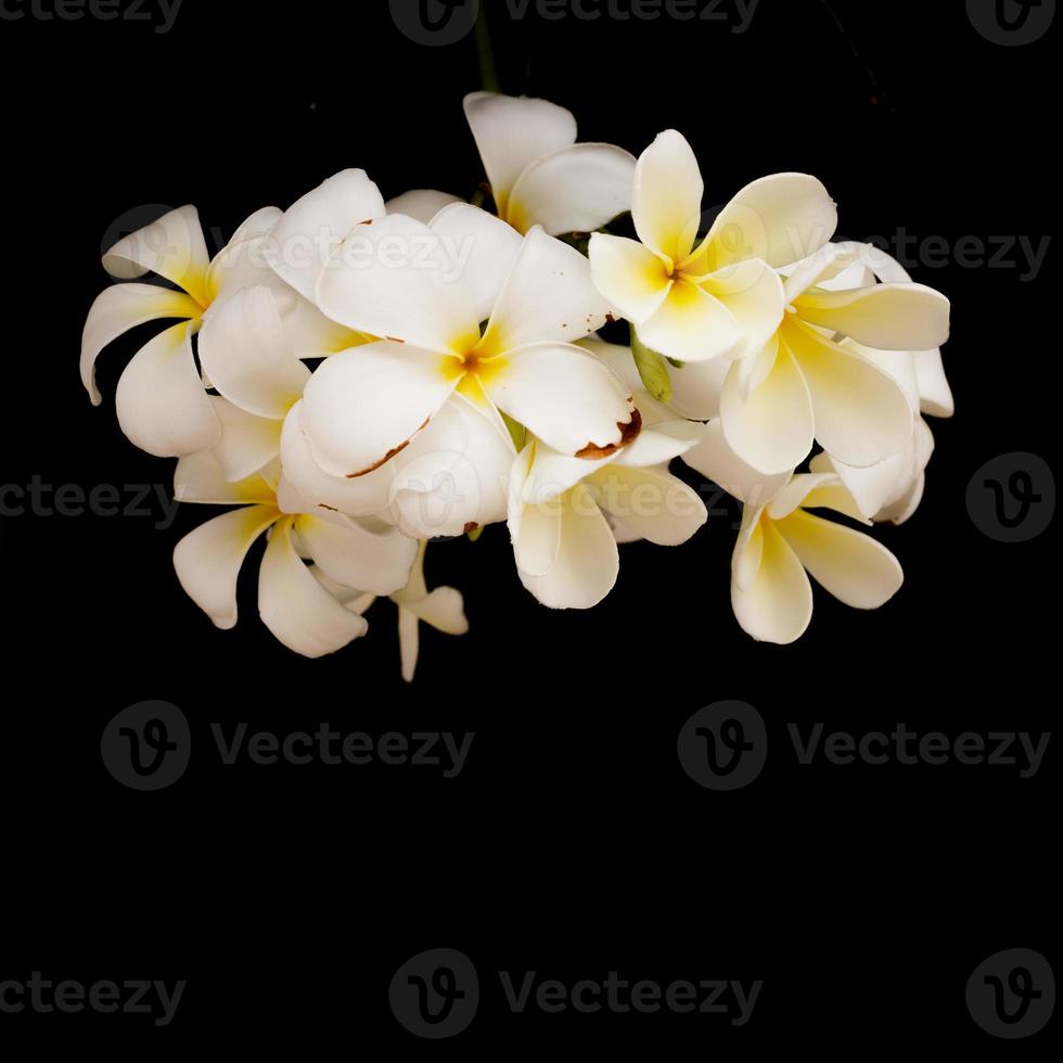 tropisk plumeria på svart bakgrund. foto