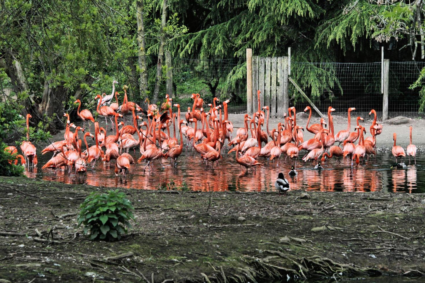 en se av några flamingo's foto