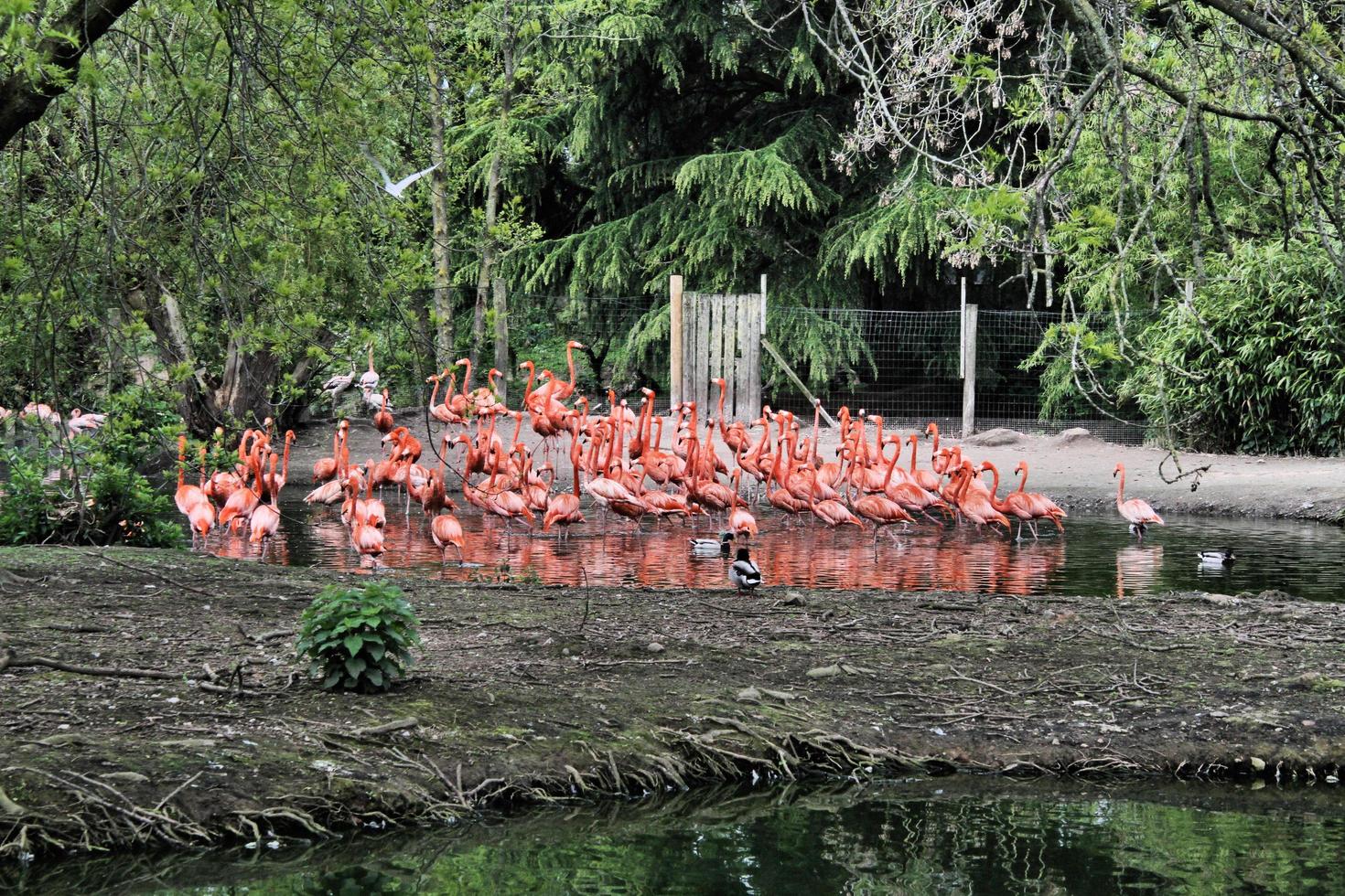 en se av några flamingo's foto