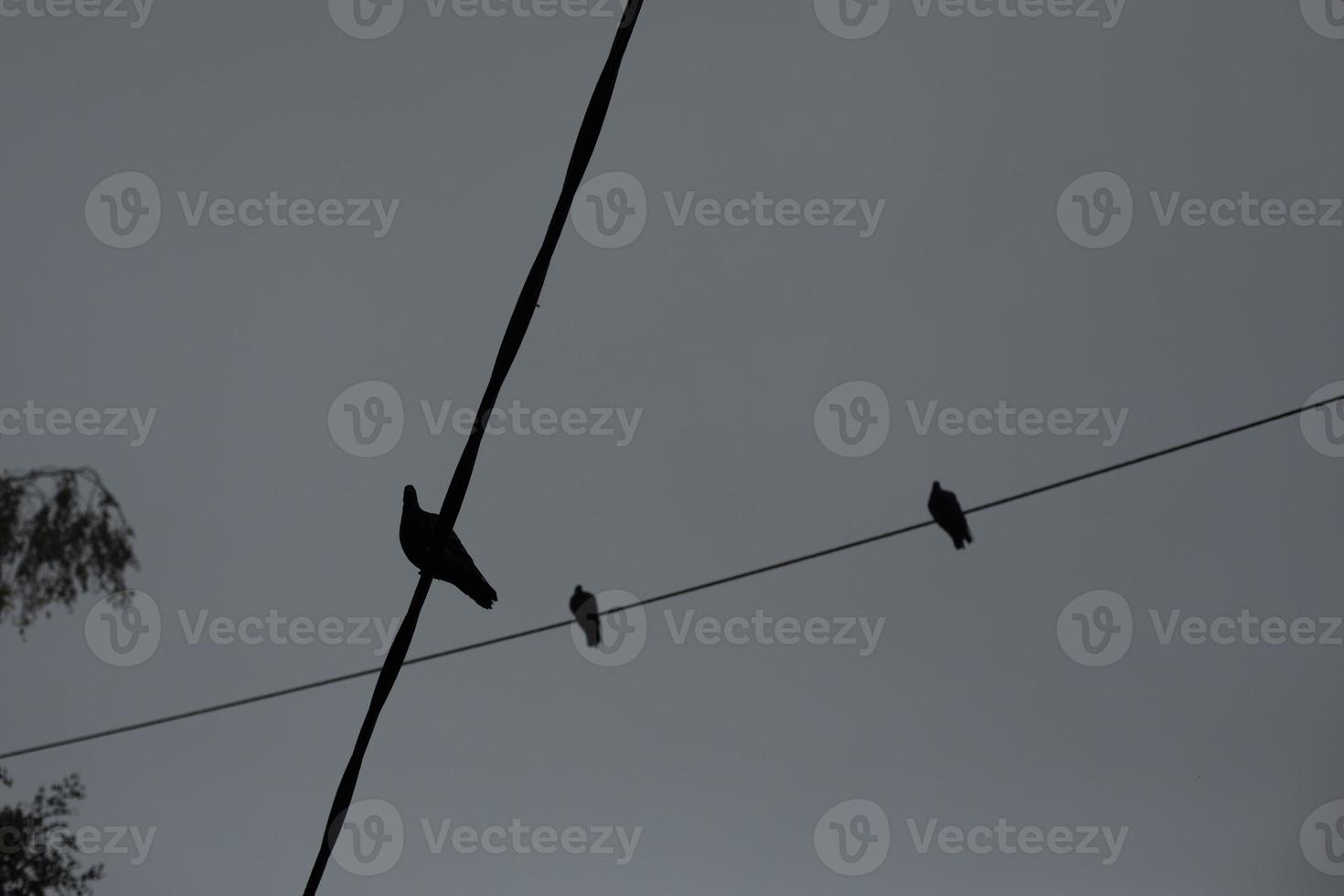 duvor på tråd på grå dag. fåglar sitta på sladd. grå himmel. foto