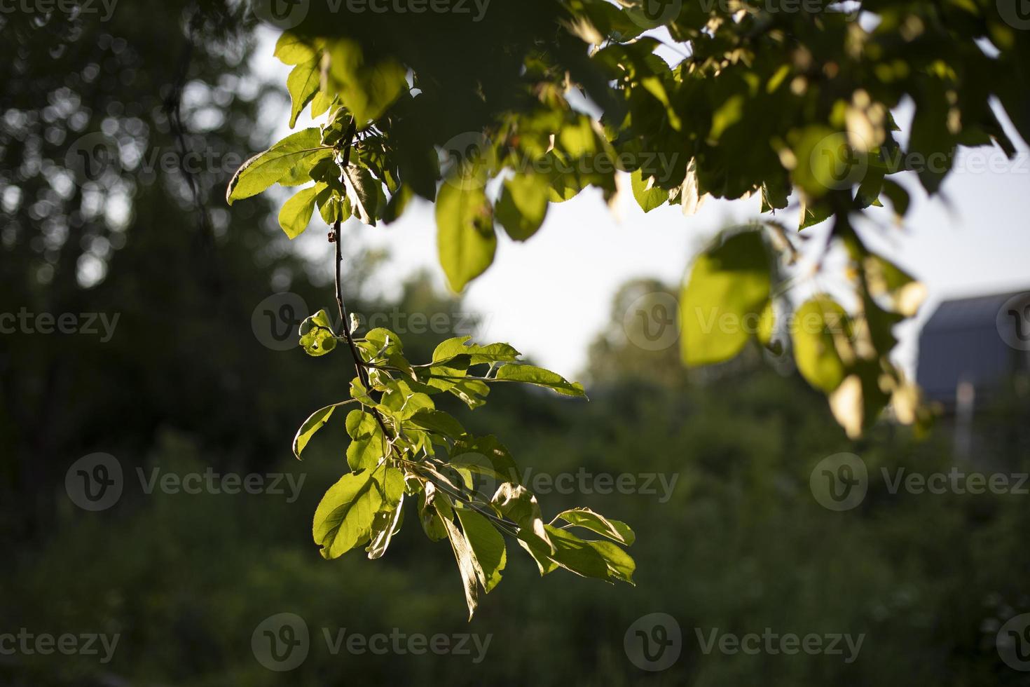 detaljer av natur i sommar. grön växt. naturlig bakgrund. foto