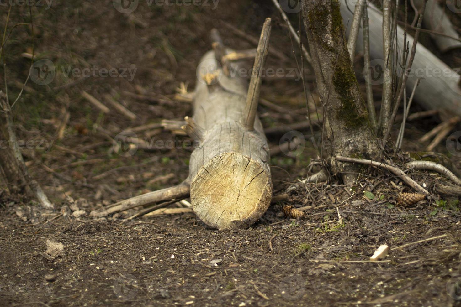 en sågad logga. en träd i de skog. foto