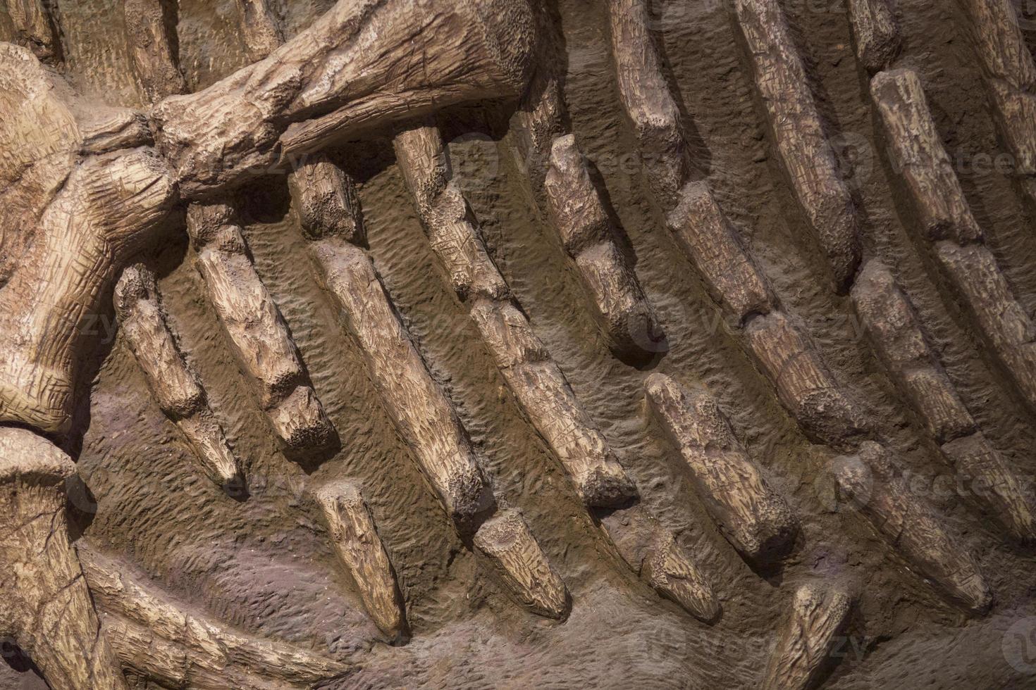 dinosaurie fossil för bakgrund foto