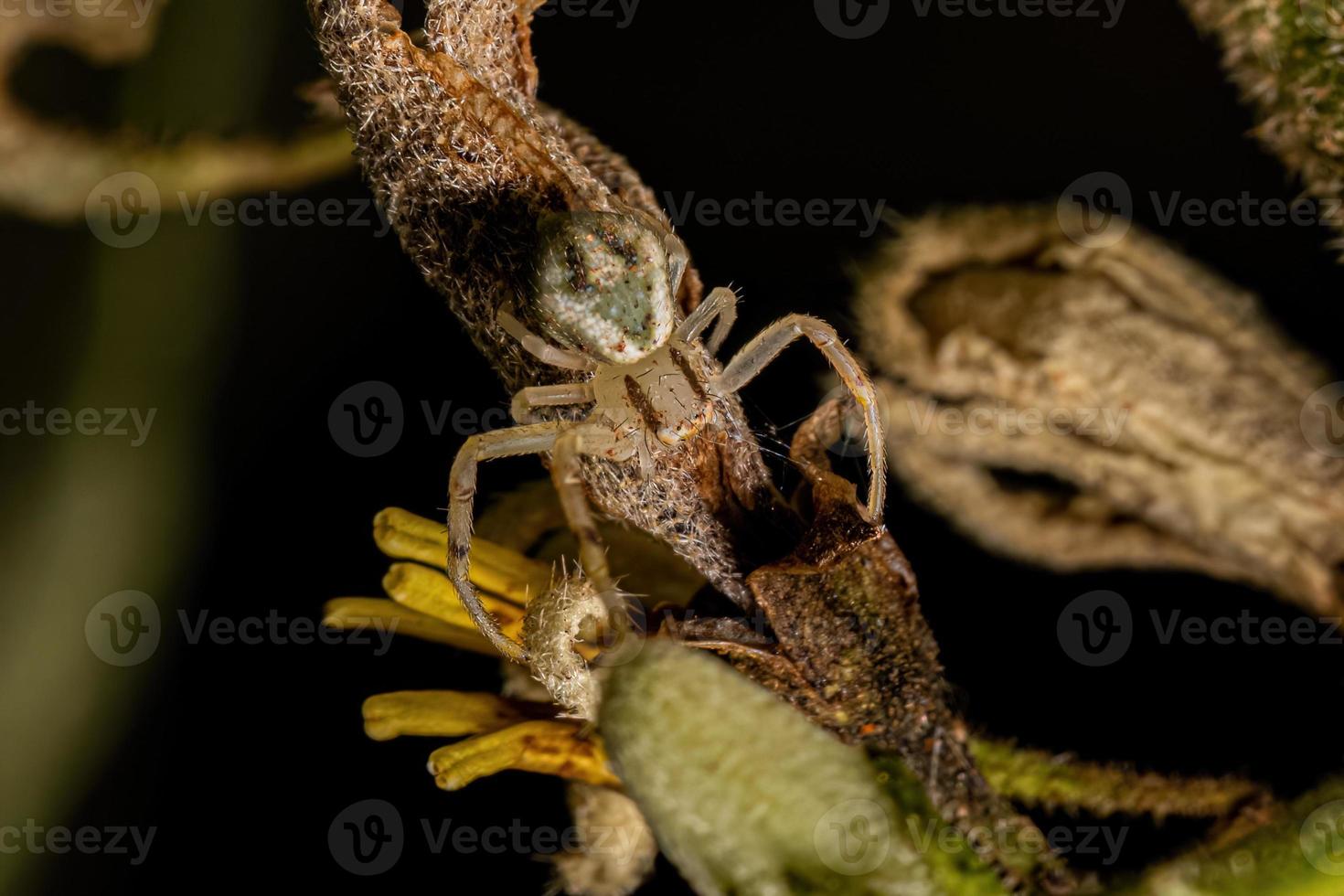 liten kvinnlig krabbaspindel foto