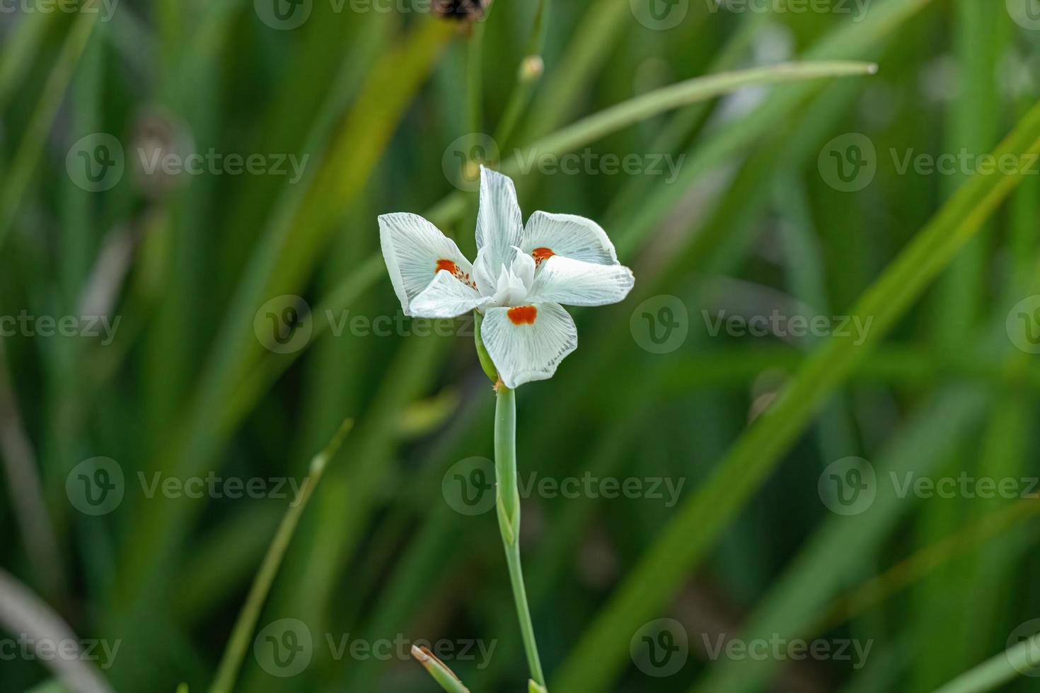 små två veckor lilja vit blomma foto