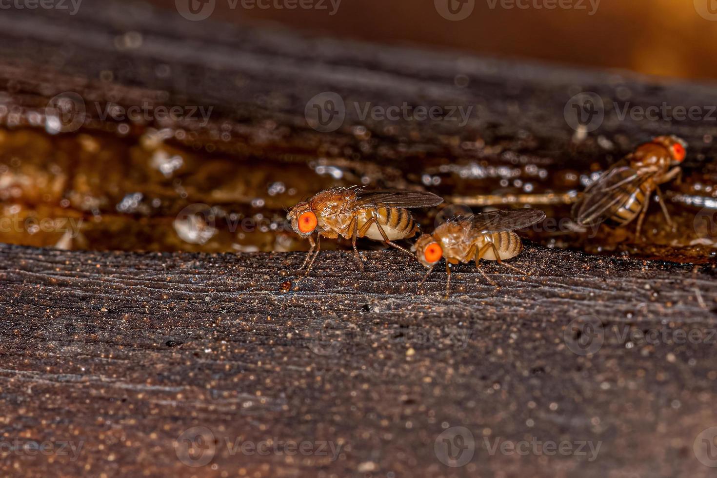 vuxen liten fruktfluga foto