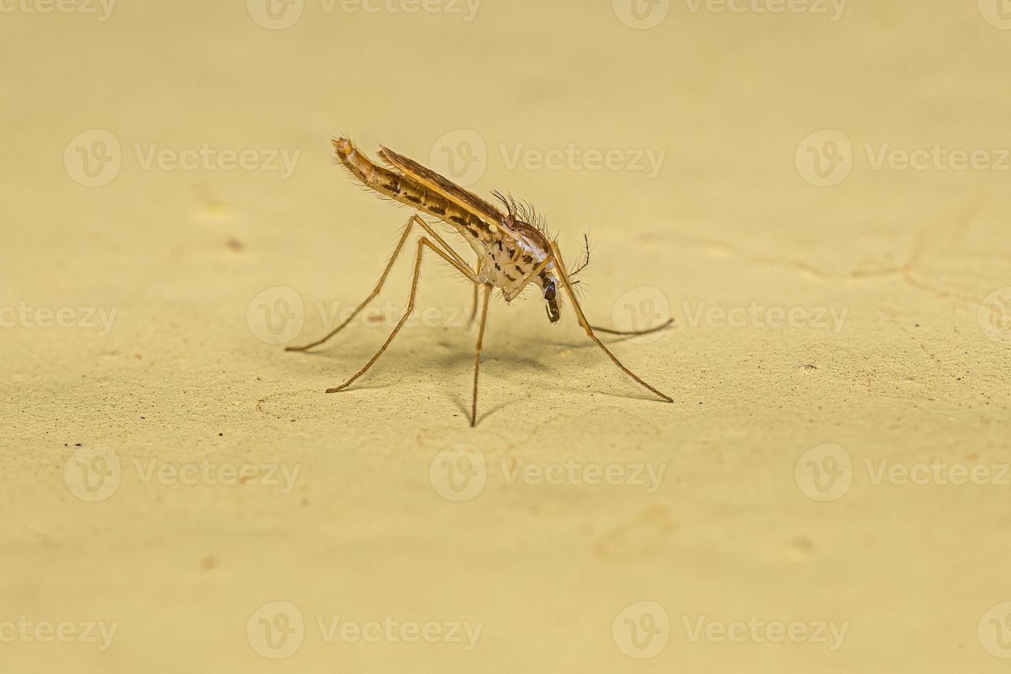vuxen kvinna Spöke mygga insekt foto