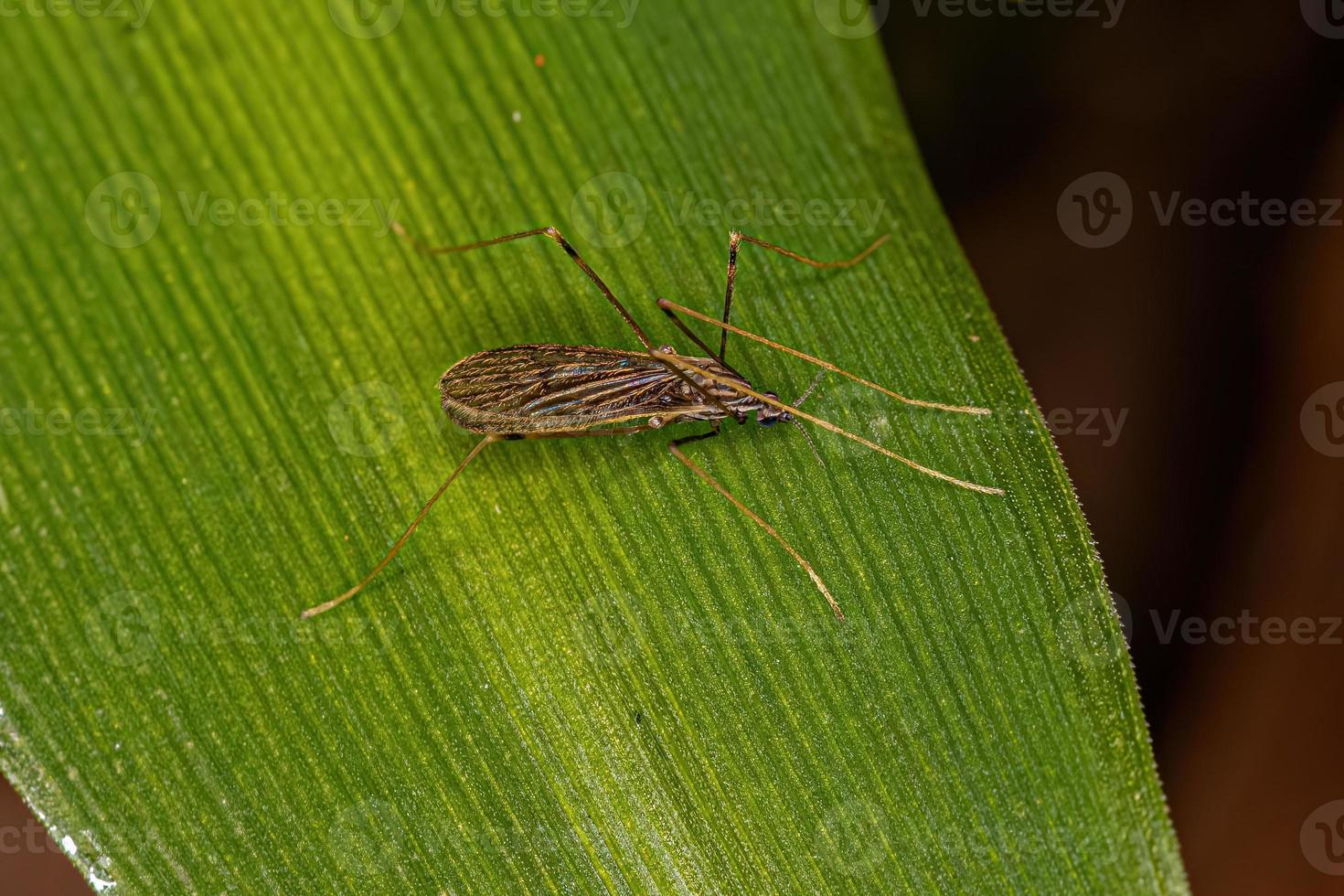 vuxen limoniid kranfluga foto