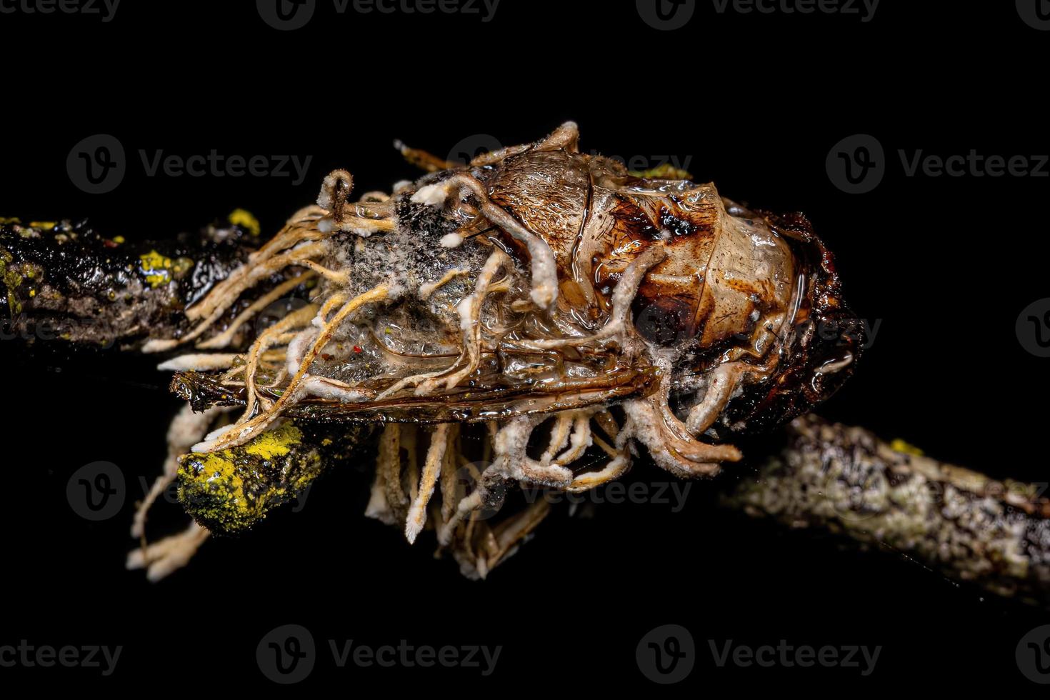 död- vuxen kalyptrat flyga förbi en svamp foto