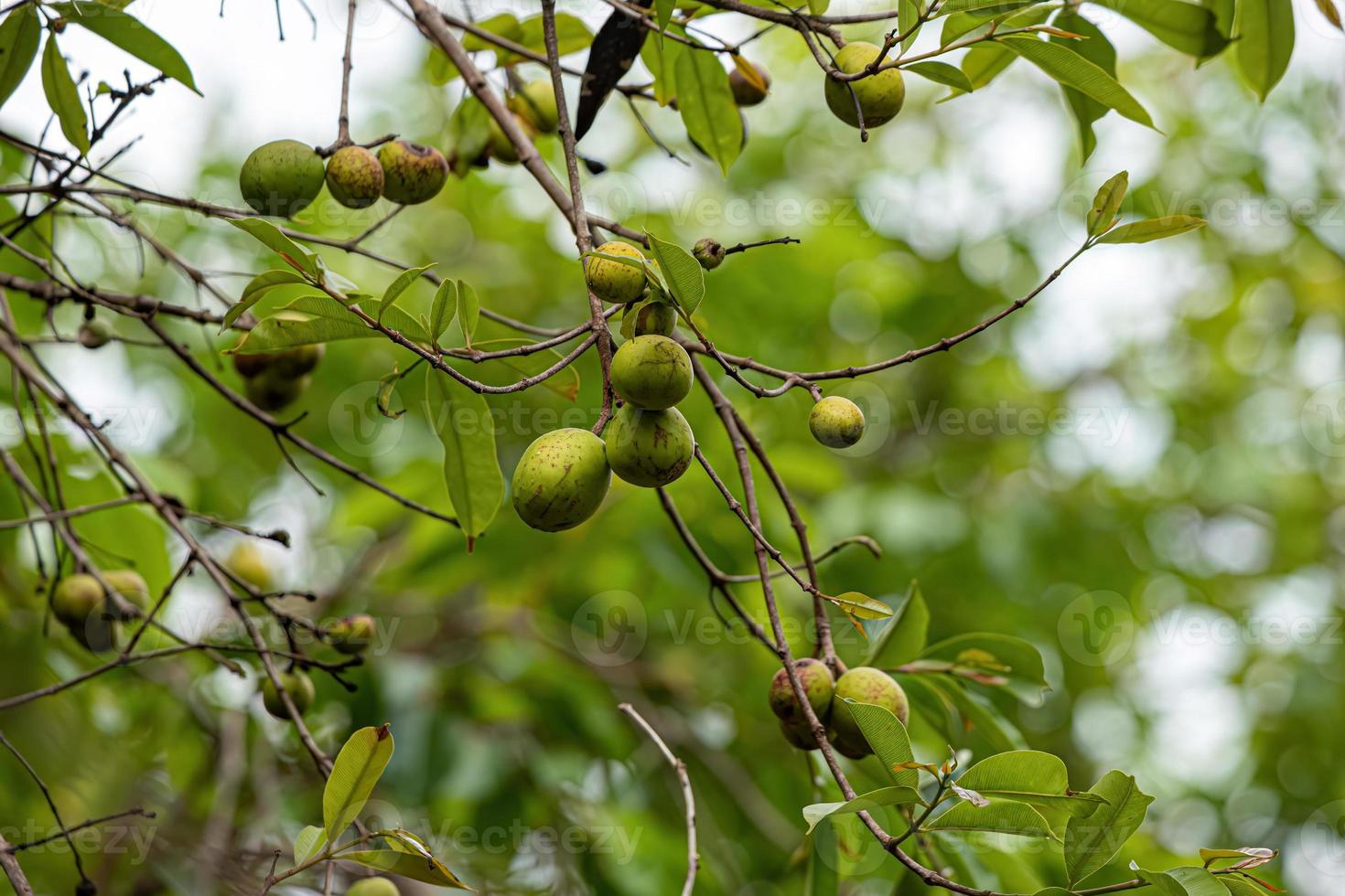 träd med frukt kallad mangaba foto