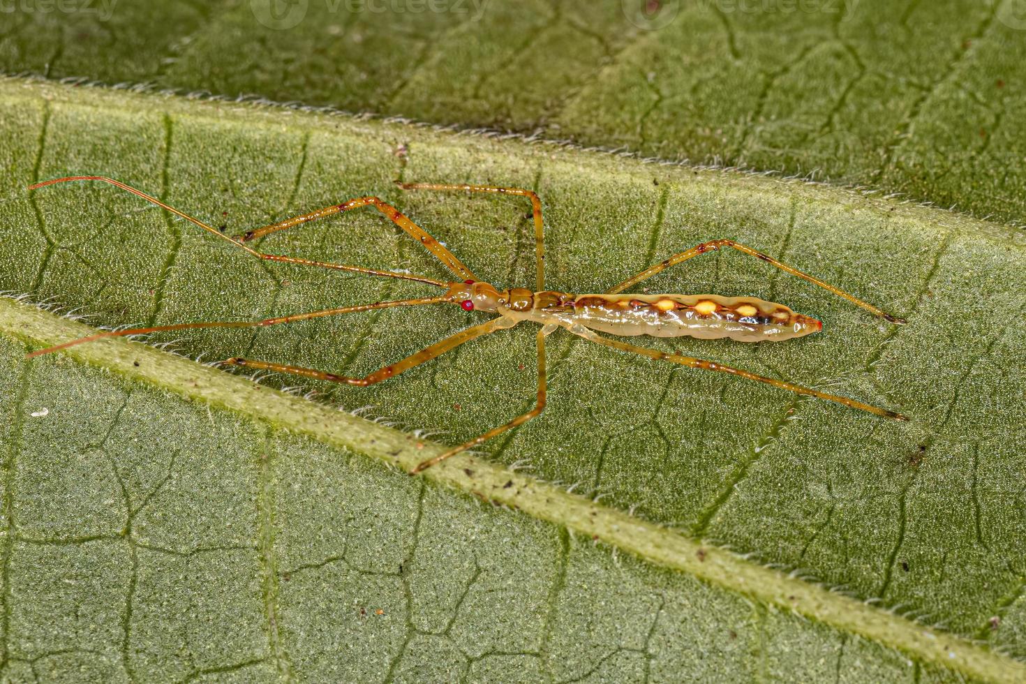 assassin bug nymf foto