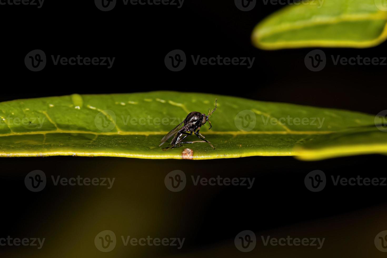 liten vuxen nematoceranfluga foto