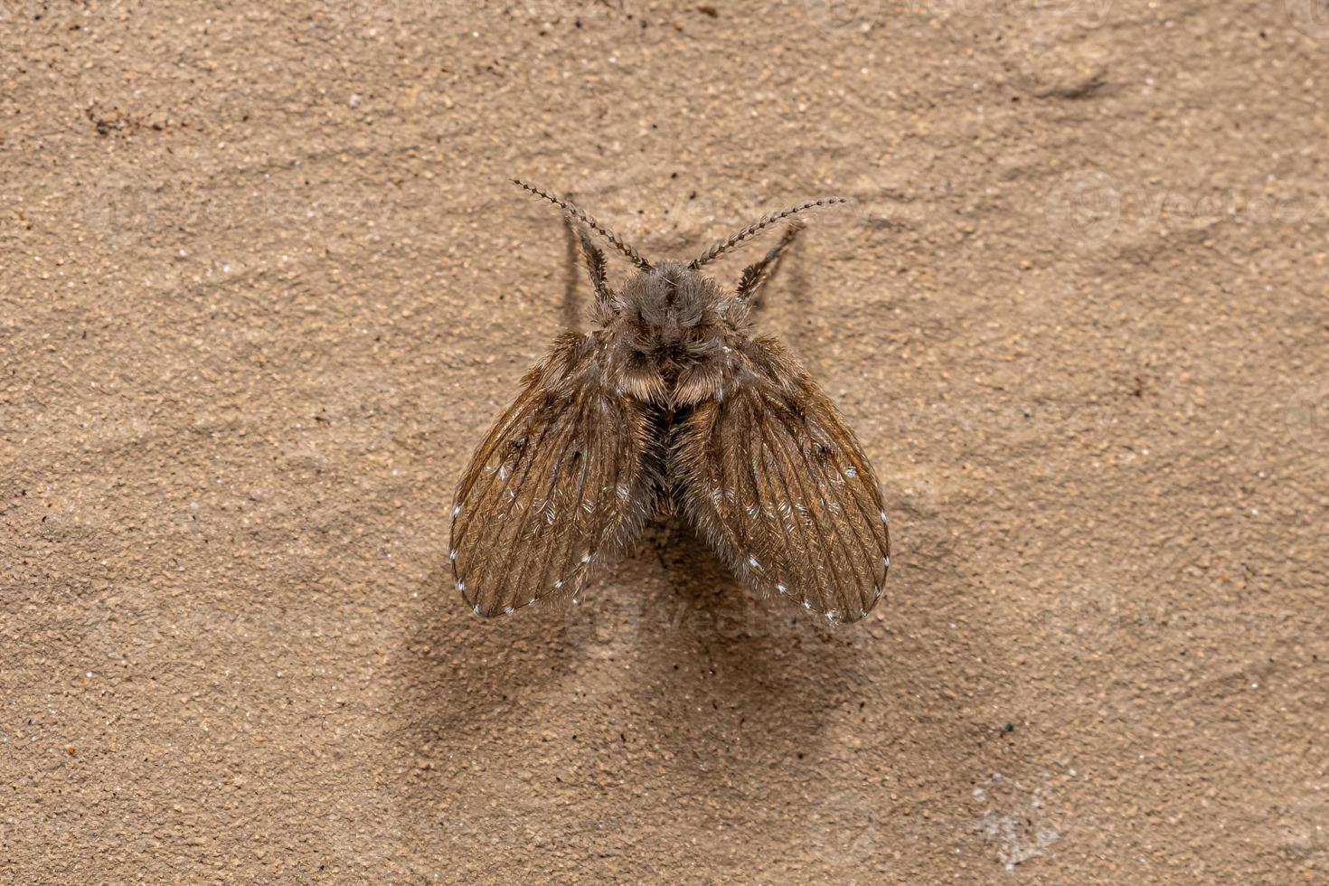 vuxen badrum moth mugg foto