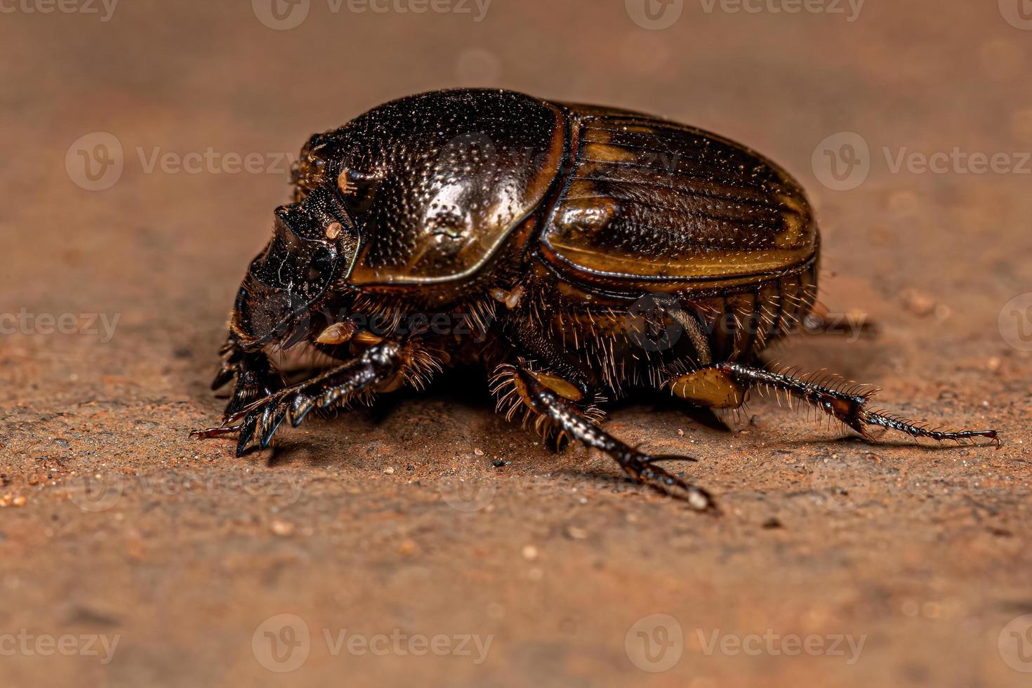 vuxen gasell scarab foto