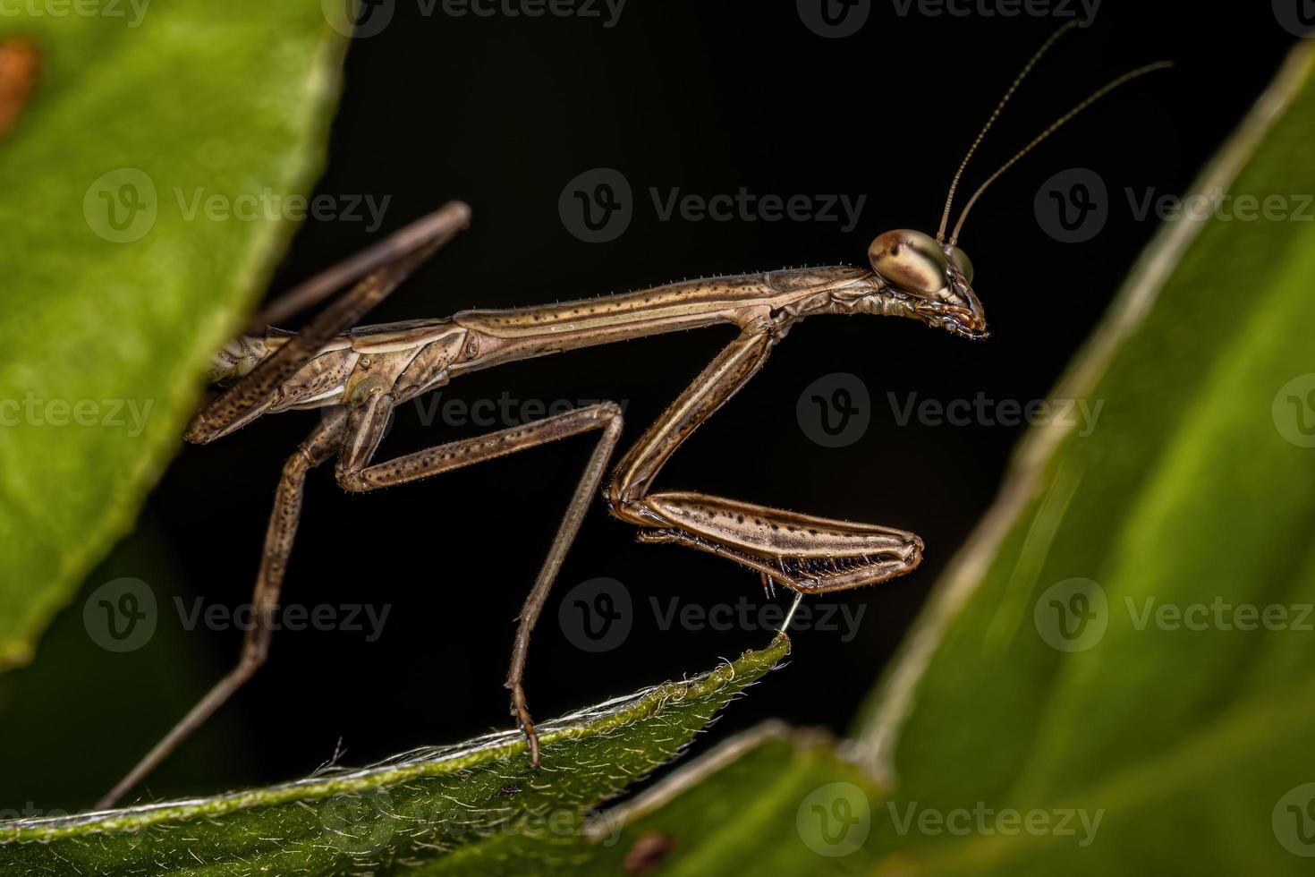 liten mantid nymf foto