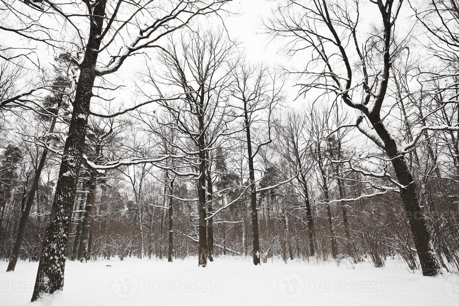 bar ekar och tall träd i vinter- skog foto