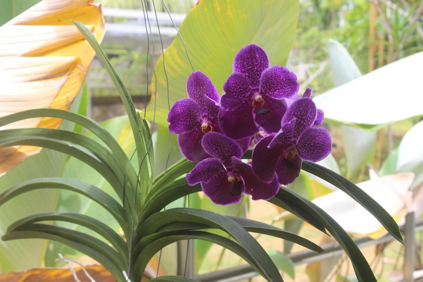 selektiv fokus av skön vanda ren vax blå orkide blommor i de trädgård. suddig bakgrund. blå vanda orkide. foto