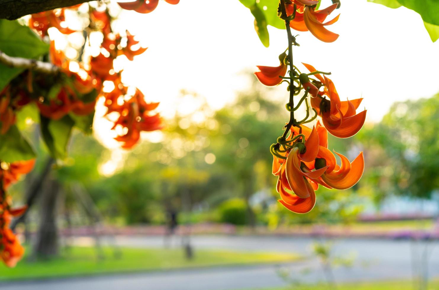 heliga trädblommor i en park foto