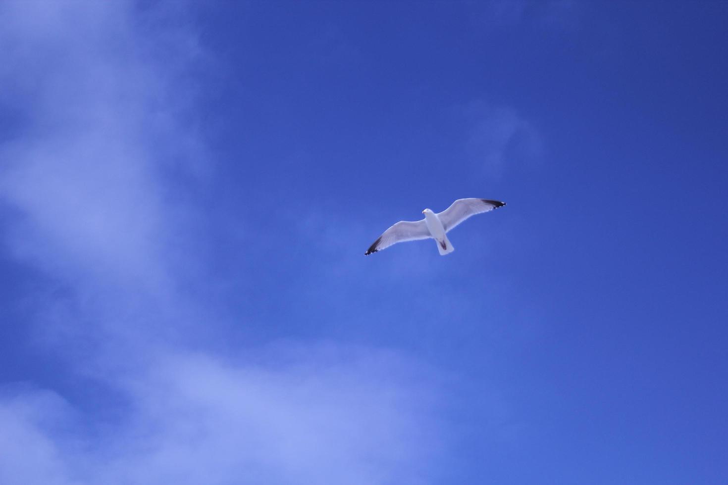 fågel som flyger mot blå himmel foto