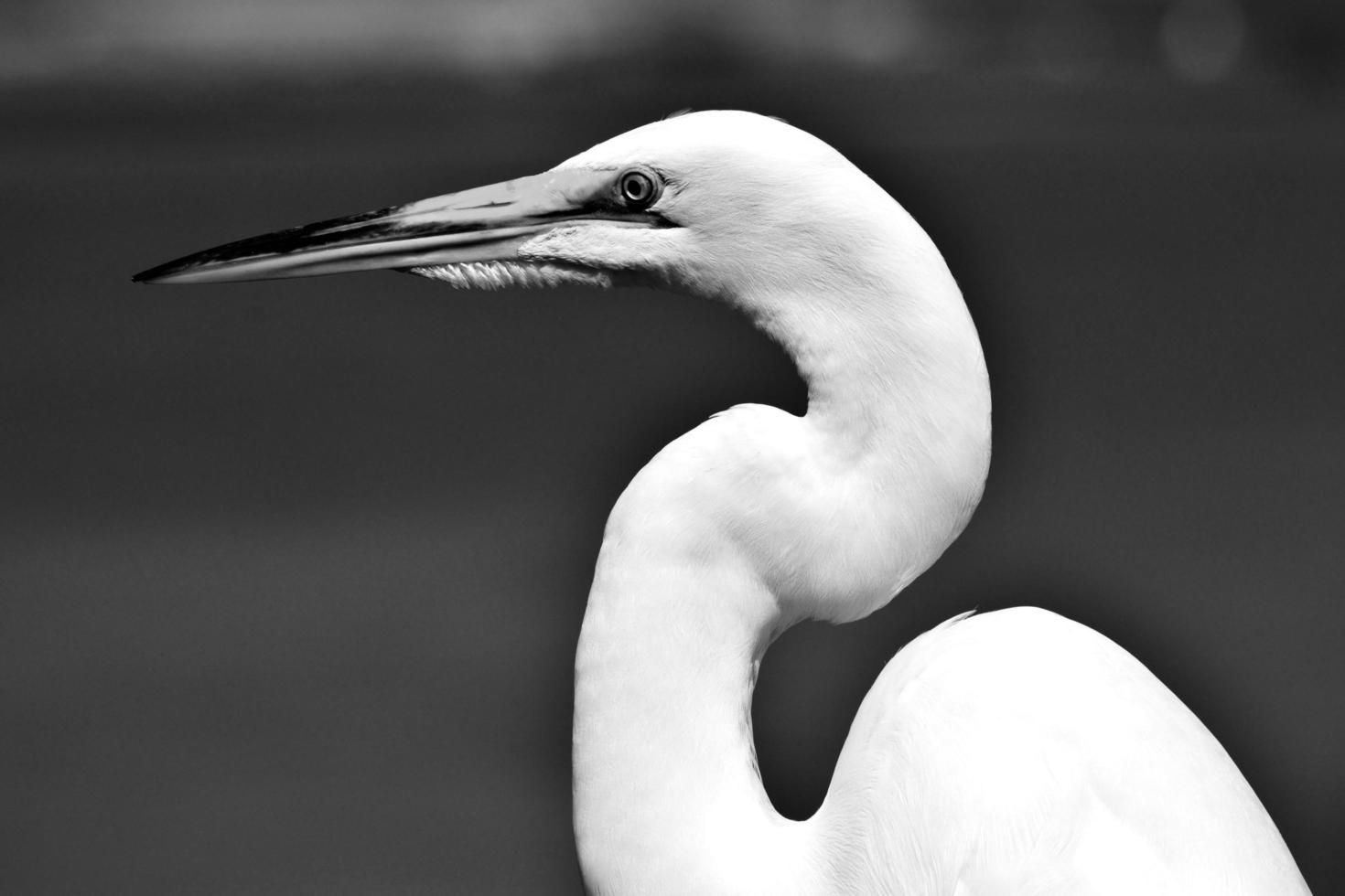 vit ägretthäger i florida foto