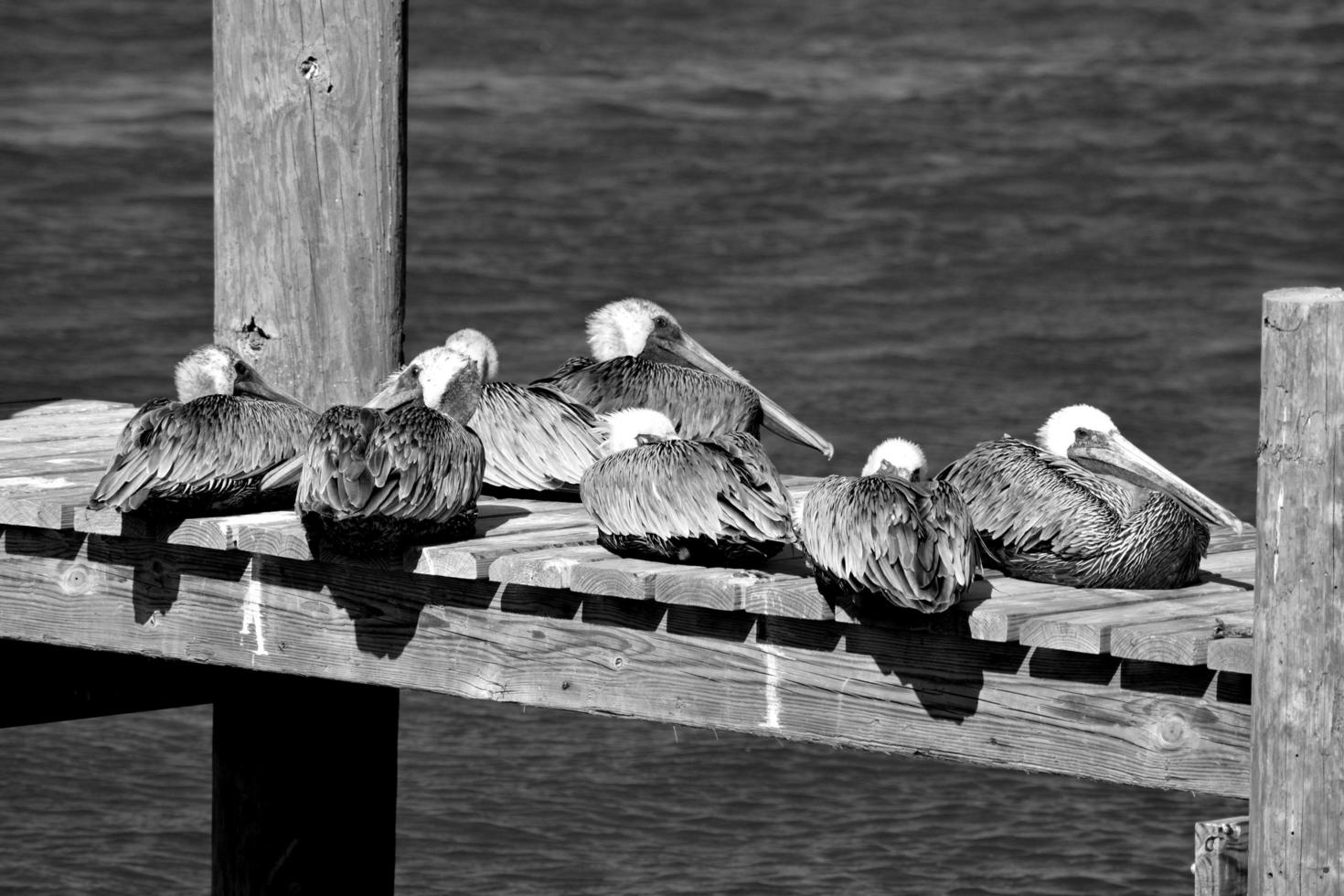 bruna pelikaner i florida foto