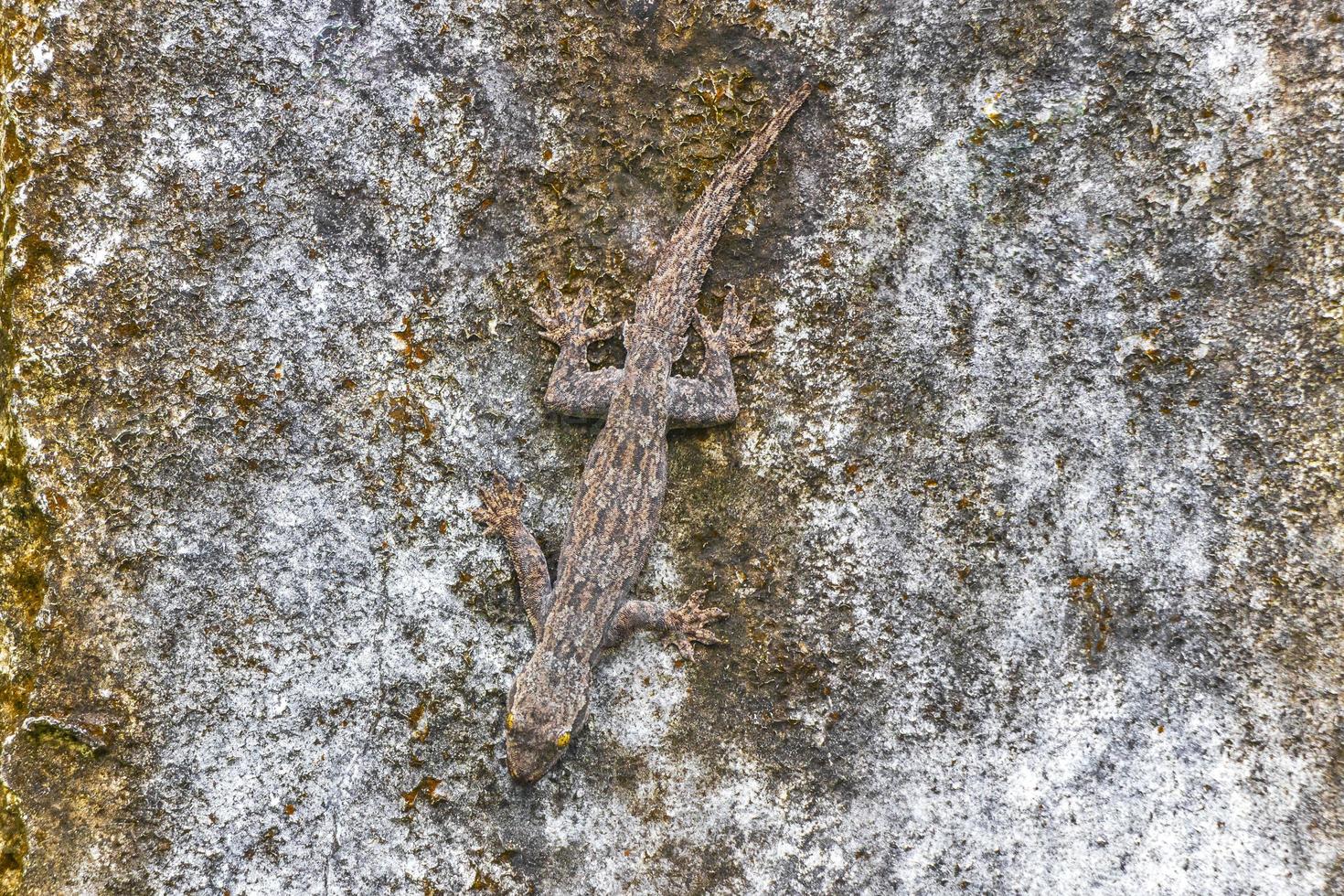 ödlor geckoödlor fåglar reptiler natur på sten sten gren thailand. foto