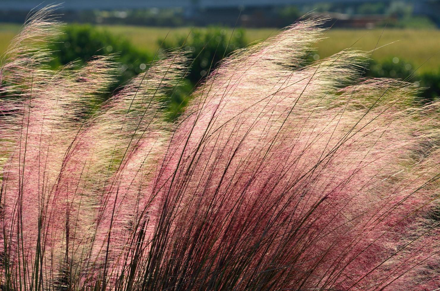 rosa muhly gräs foto
