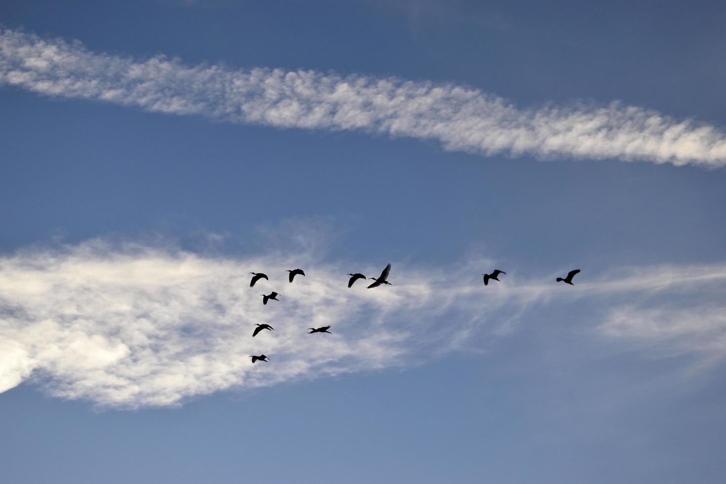 silhuetter av flygande hägrar foto