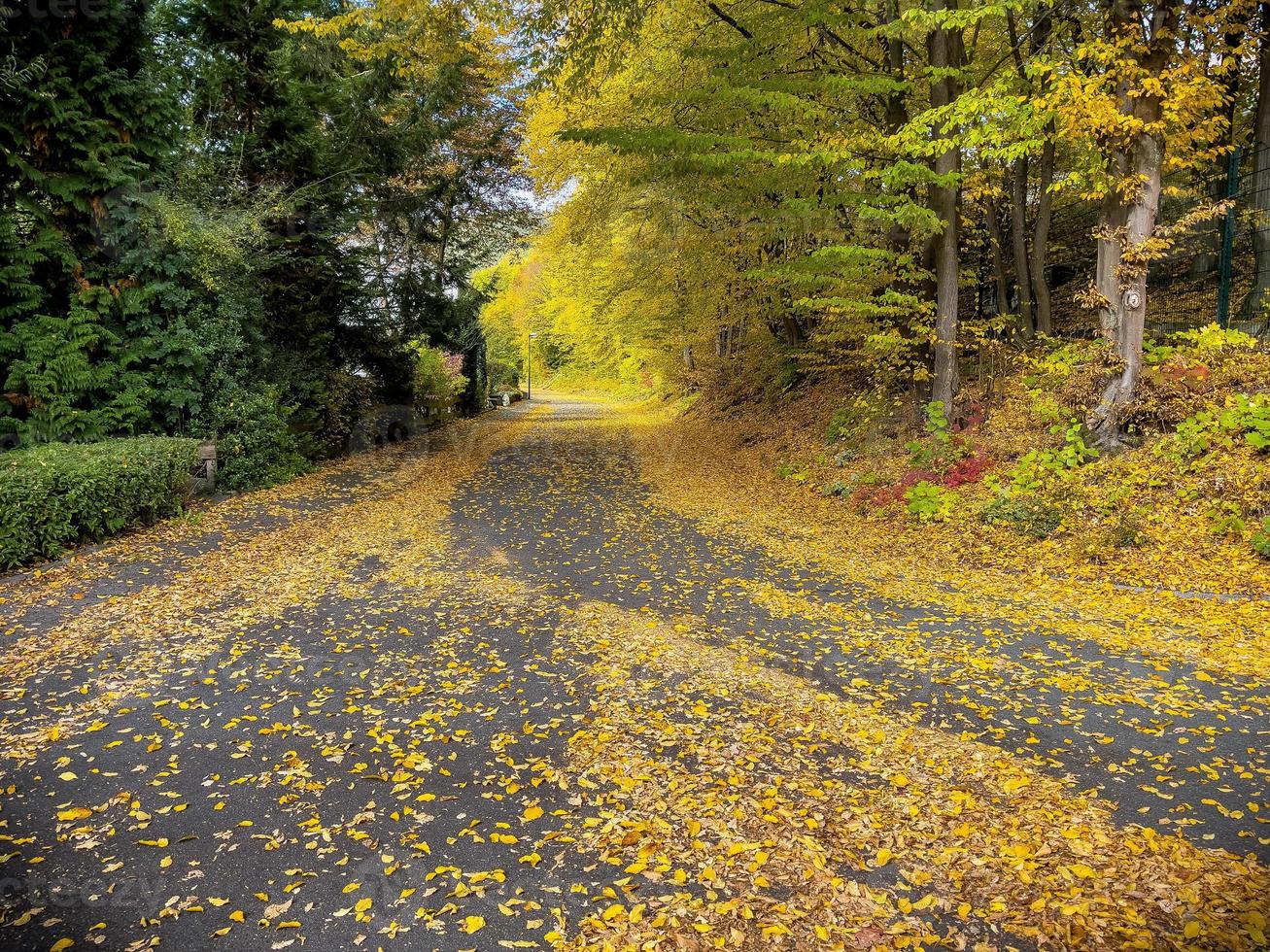 träd och gångstig väg i höst landskap i de skog. parkera se i natur. foto