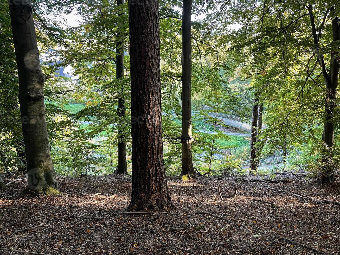 skog av gran träd. mörk skog natur se tapet. skog bakgrund. foto