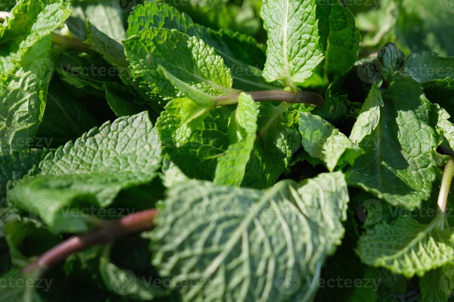 naturlig grön mynta löv i de sommar trädgård, vibrerande pappersmint blad närbild, färsk arom grönmynta, grönska för mat och dryck, växt detalj, mentol ingrediens bakgrund. foto