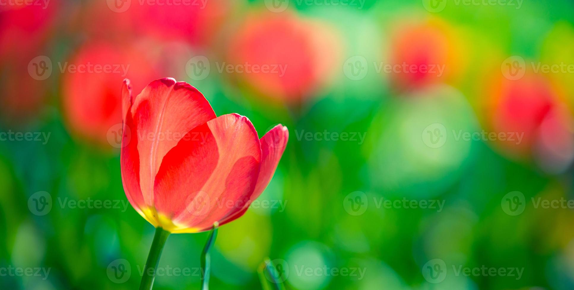 skön ensam röd vit tulpan i vår natur för kort design och webb baner. lugn närbild, idyllisk romantisk kärlek blommig natur landskap. abstrakt suddig frodig lövverk foto