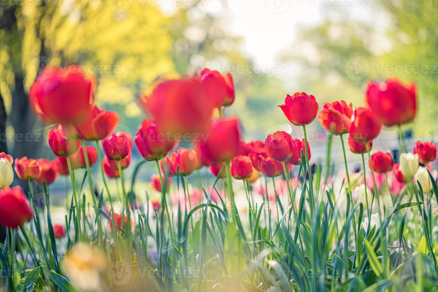 skön röd tulpaner blomning i tulpan fält i trädgård med suddigt solnedgång natur landskap bakgrund. mjuk solljus romantisk, kärlek blomning blommig tapet högtider kort. idyllisk natur närbild foto